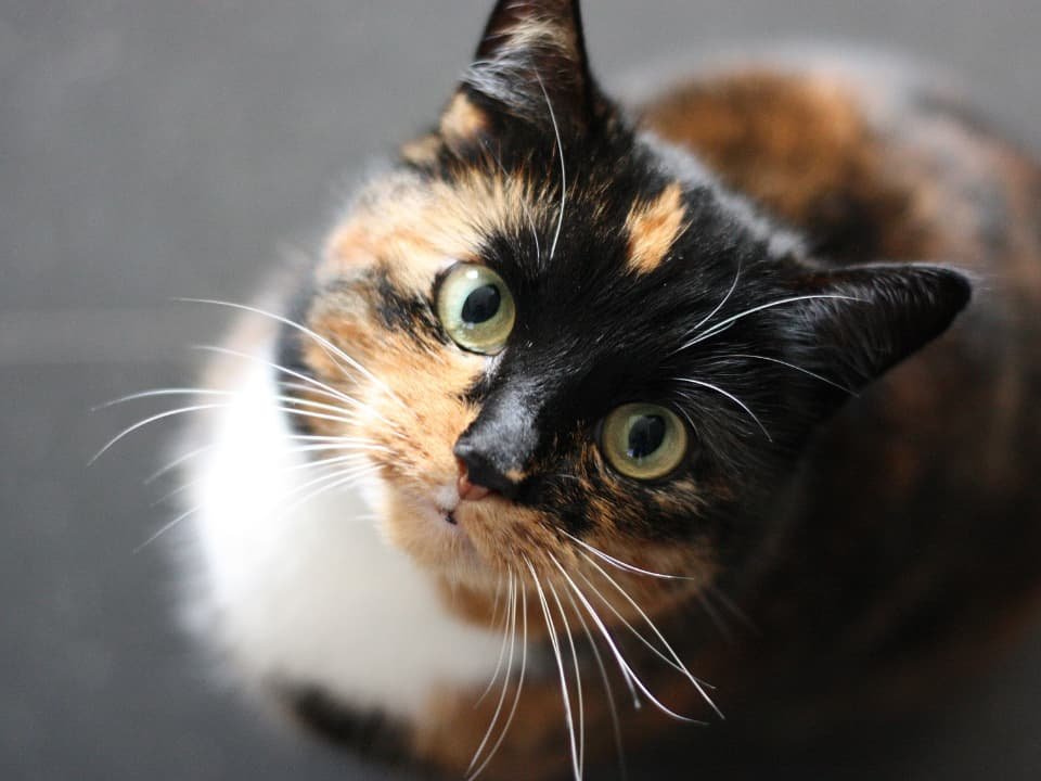 chat qui regarde vers le haut